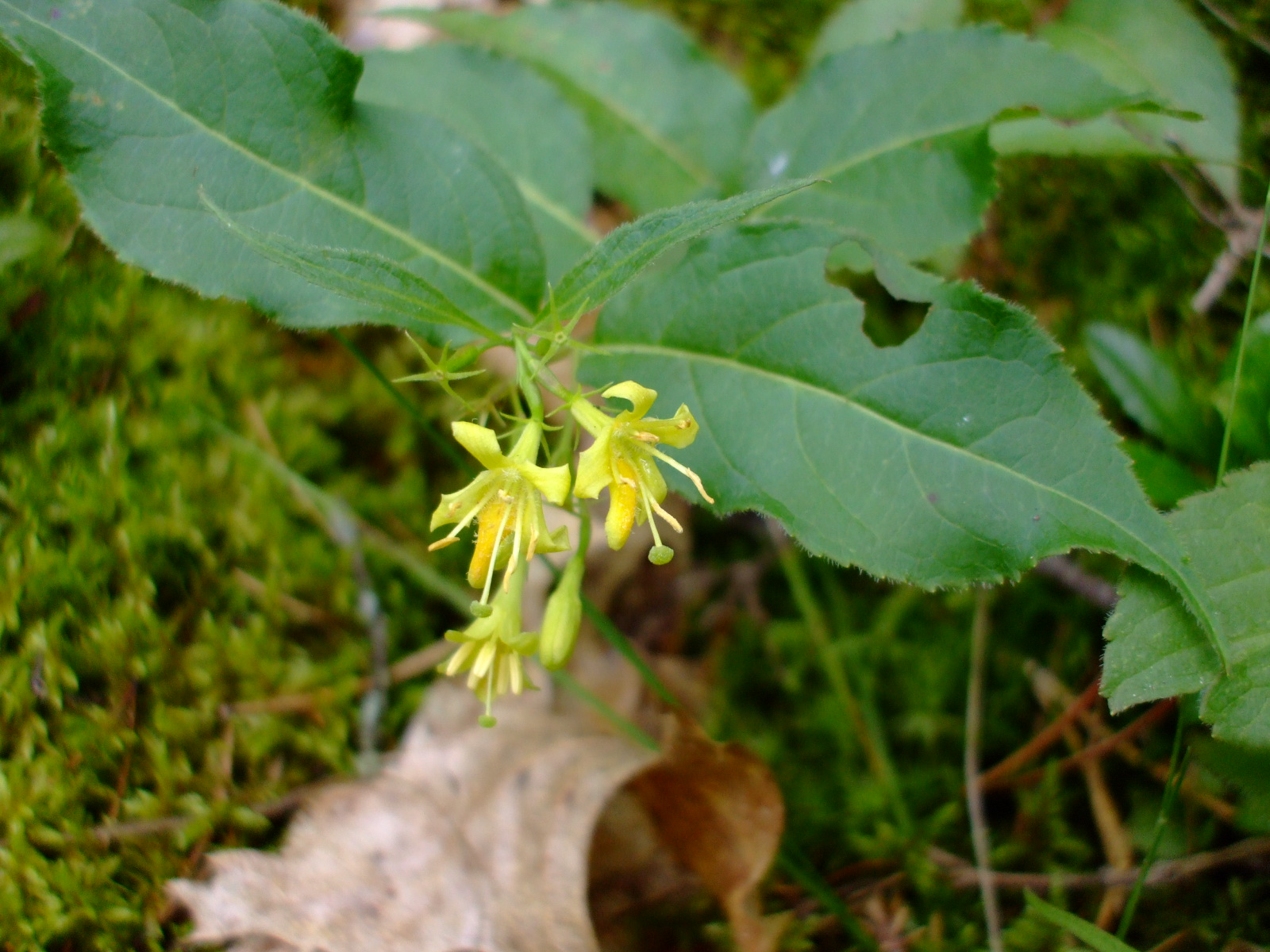 Diervilla lonicera